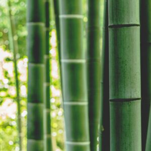 Photo Bamboo screen