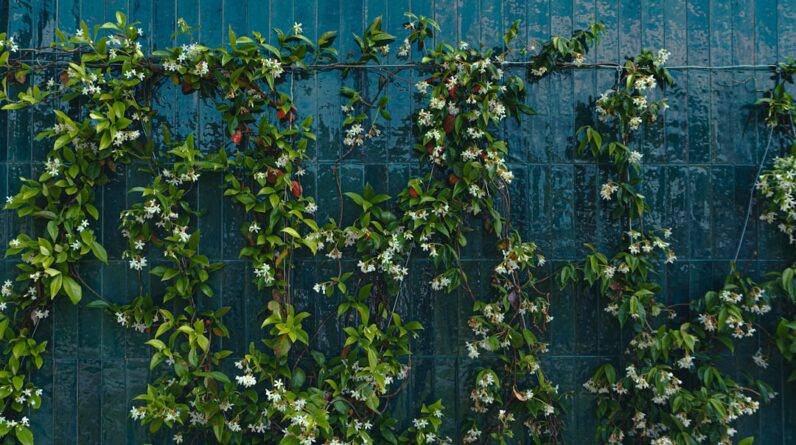 Photo Green wall