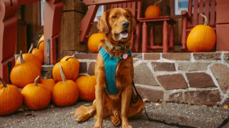 Photo Pet-friendly furniture