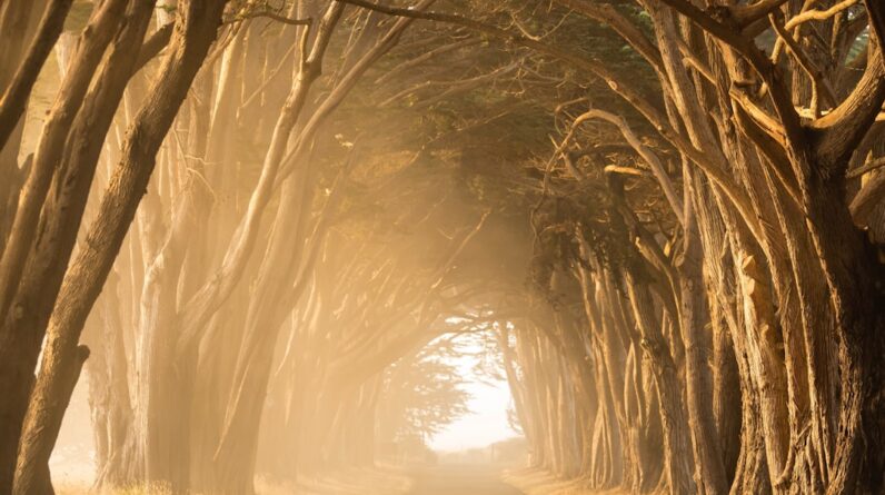 Photo Enchanted Forest