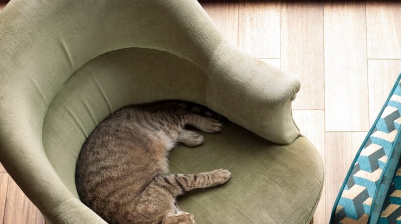 Photo "What Are the Considerations when Designing a Pet-friendly Home Thats Stylish and Practical?"
