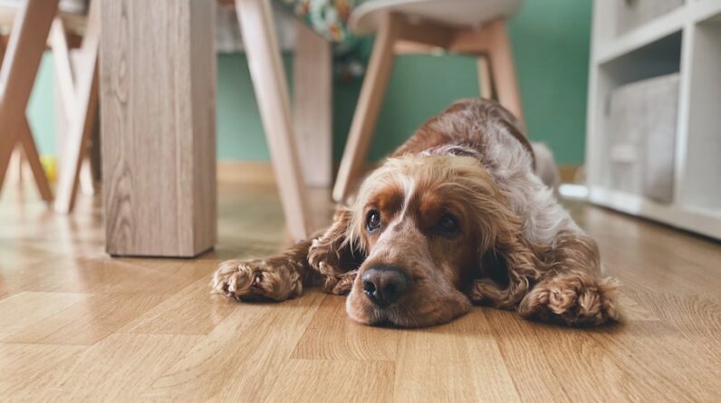 Photo "How Do I Choose the Right Flooring Materials for Different Rooms in My House?"