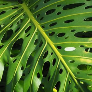Photo "Bringing Nature Indoors: Biophilic Design in Contemporary Interiors"