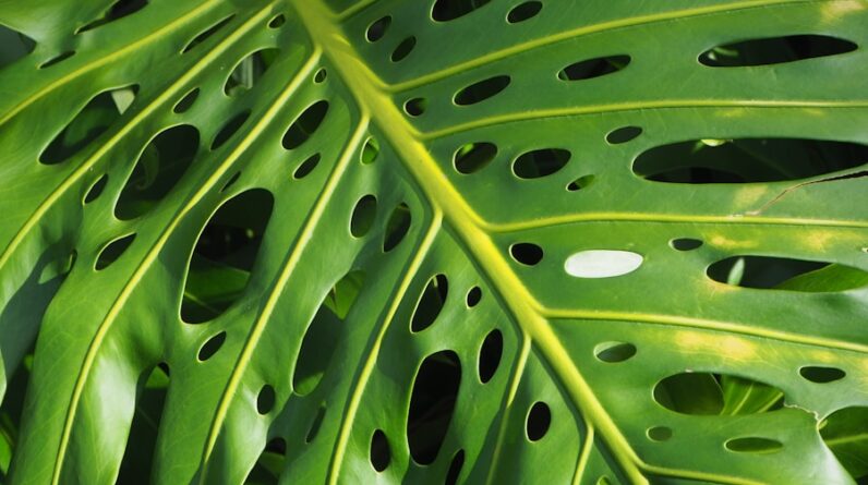 Photo "Bringing Nature Indoors: Biophilic Design in Contemporary Interiors"