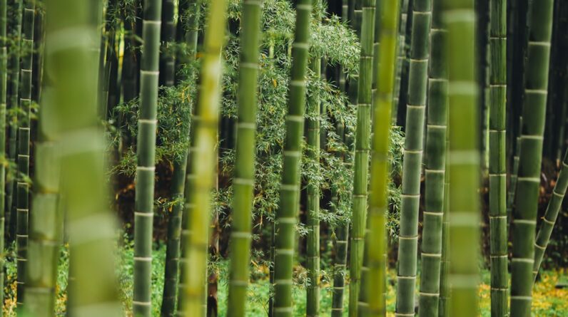 Photo Bamboo flooring