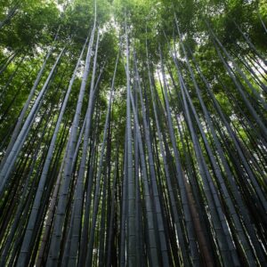 Photo Bamboo countertops